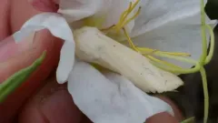 Pale Yellow Dune Moth thumbnail 1
