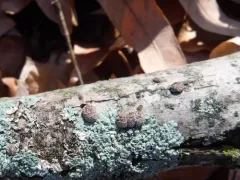 Hazel Woodwart thumbnail 1