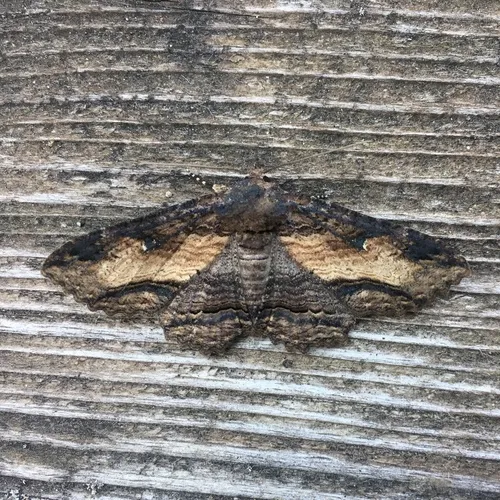 Lunate Zale Moth