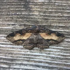 Lunate Zale Moth thumbnail 1