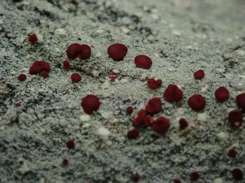 Ophioparma rubricosa