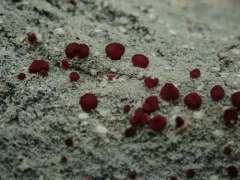 Ophioparma rubricosa thumbnail 1