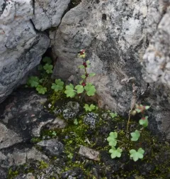 Nodding Saxifrage thumbnail 2