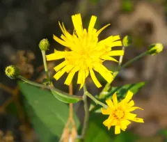 Canada hawkweed thumbnail 5