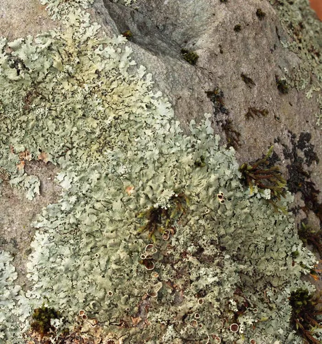 Plitt's Rock Shield