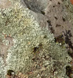 Plitt's Rock Shield thumbnail 1