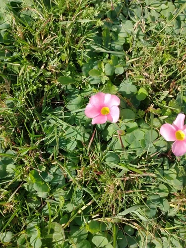 Purple woodsorrel