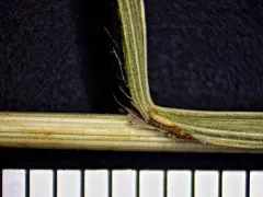 Rye Brome thumbnail 3