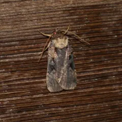 Pink-spotted Dart thumbnail 3