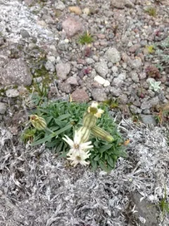 Cascade Alpine Campion thumbnail 3