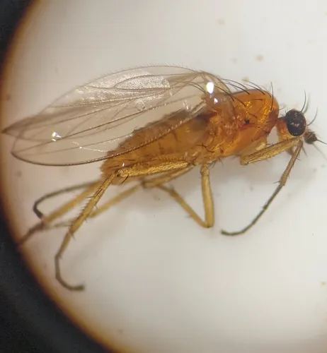 Small Grass Fly