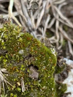 Ephemerum stoloniferum thumbnail 2