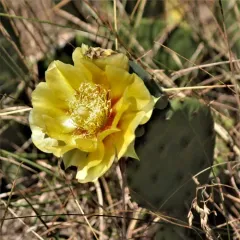 Eastern Pricklypear thumbnail 2