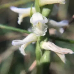 Great Plains Ladies' Tresses thumbnail 3