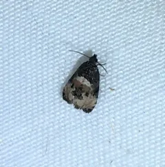 Impudent Hulda Moth thumbnail 3