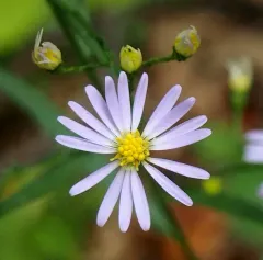 sky blue aster thumbnail 4