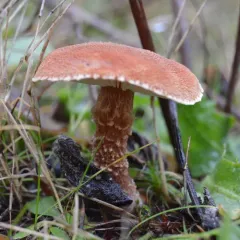 cinnabar powdercap thumbnail 3