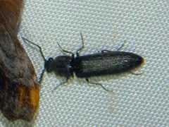 Two-punctured Click Beetle thumbnail 1
