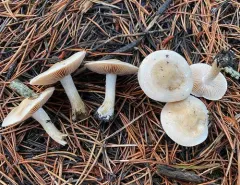 Hebeloma incarnatulum thumbnail 3