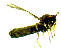 Colobostema varicorne thumbnail 2