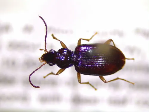 Simple Riverbank Ground Beetle