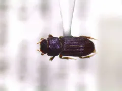 Slender Small Dung Beetle thumbnail 3