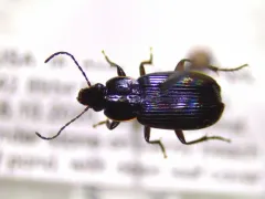 Sooty Harp Ground Beetle thumbnail 2
