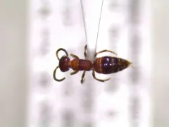 Myrmosa unicolor thumbnail 2