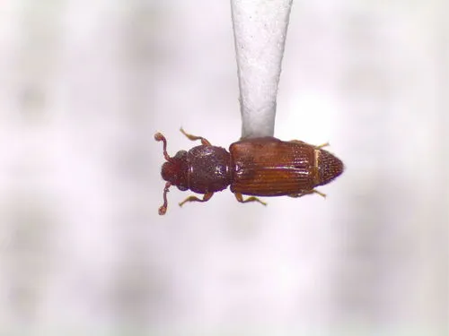 Bactridium ephippigerum