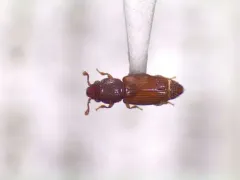 Bactridium ephippigerum thumbnail 1