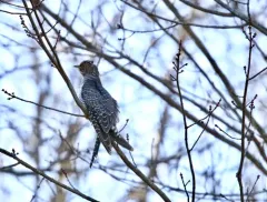 Common Cuckoo thumbnail 3