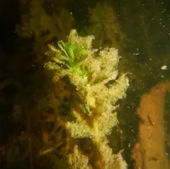 Nuttall's Waterweed thumbnail 3