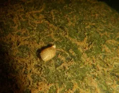 Mimic Lymnaea thumbnail 2