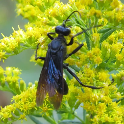 Great Black Digger Wasp