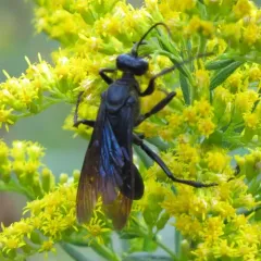 Great Black Digger Wasp thumbnail 1