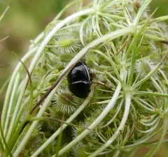 Corimelaena lateralis thumbnail 4
