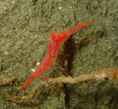 Slender Coastal Shrimp thumbnail 4