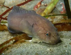 Slipskin Snailfish thumbnail 1