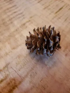 Japanese larch thumbnail 2