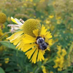 common sneezeweed thumbnail 3
