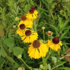 Southern Sneezeweed thumbnail 3