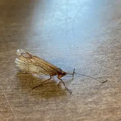 Failed Northern Caddisfly thumbnail 1