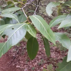 northern wild raisin thumbnail 2