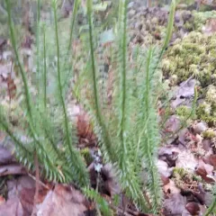 interrupted clubmoss thumbnail 4