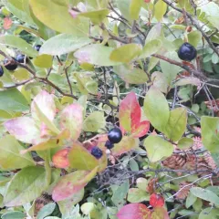 black huckleberry thumbnail 1