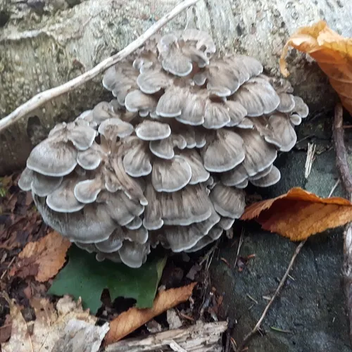 hen of the woods