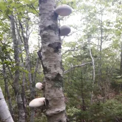 birch polypore thumbnail 3