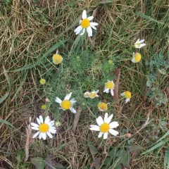 German Chamomile thumbnail 2