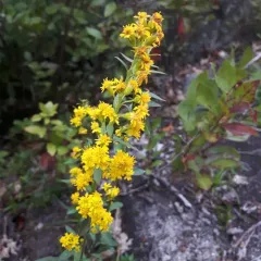 Downy Goldenrod thumbnail 1