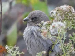Avian Mycoplasmosis thumbnail 2